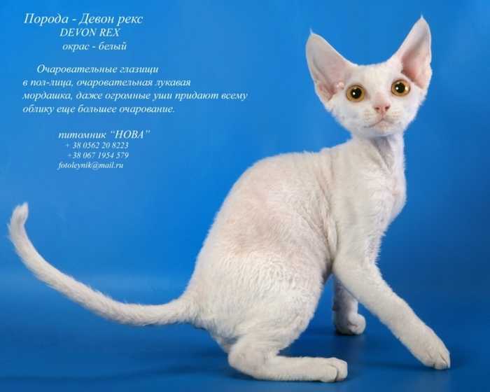 Новые породы кошек с фотографиями и названиями