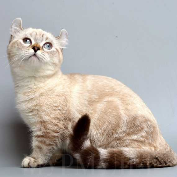 Кинкалоу: описание породы, фото кошки, стандарты, характер, поведение, уход и рекомендованные корма