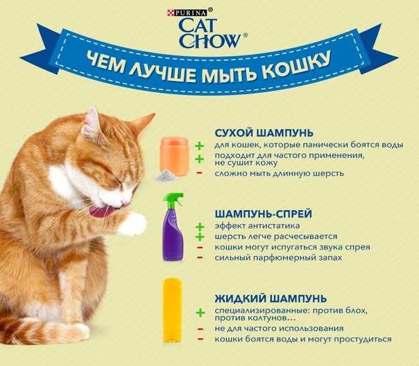 Можно ли кормить кошку одновременно сухим и влажным кормом, как их правильно совмещать и чередовать?