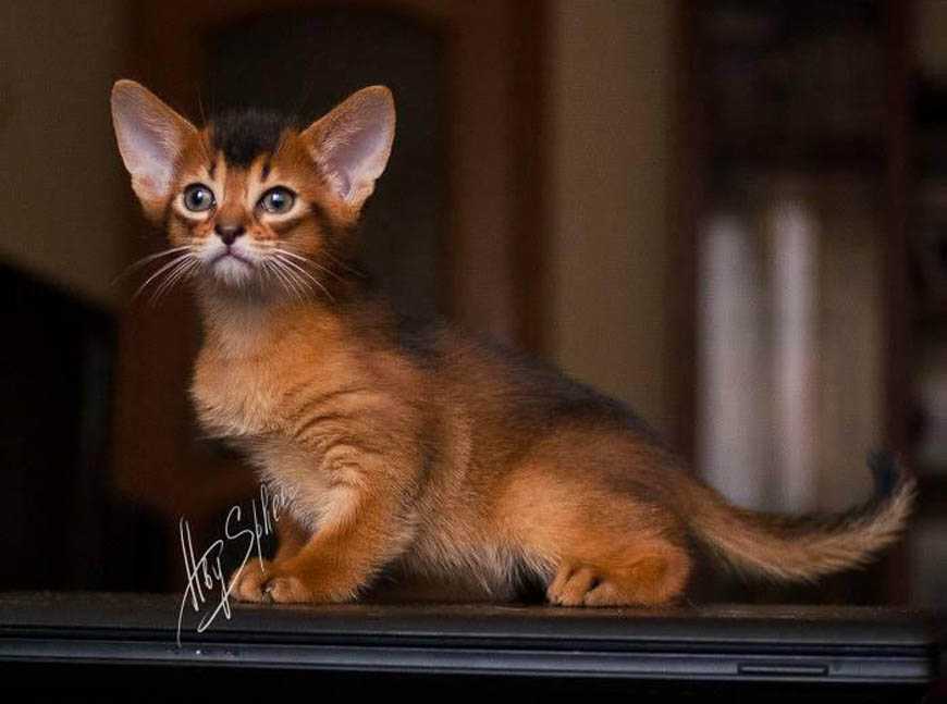 Абиссинская кошка — характер, описание породы, болезни и особенности содержания (90 фото)