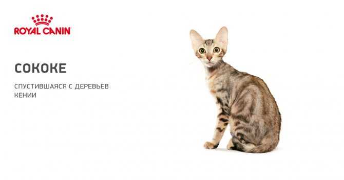 Кошка сококе: цена, фото, описание породы, видео, отзывы владельцев