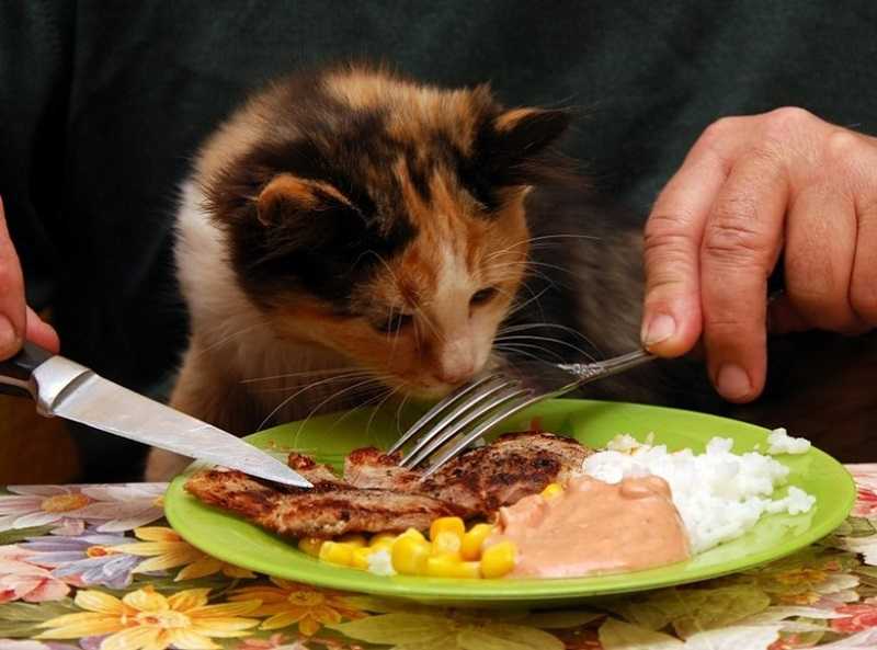 Можно ли есть кошке свиное сало