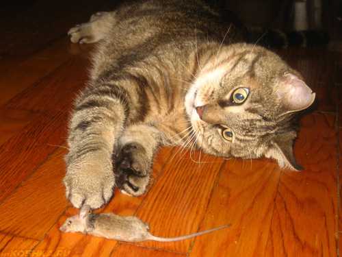 Кошки-крысоловы: лучшие породы | фото, какие коты ловят мышей и крыс