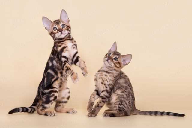 ᐉ порода кошек сококе: 18 фото, описание, правила ухода и питания, цена - zoogradspb.ru