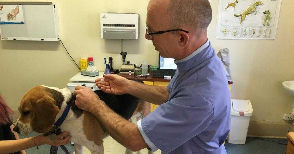 Парвовирусный энтерит собак – научные статьи о ветеринарии животных