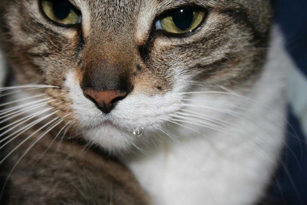 Пена изо рта у кошки или кота: почему из пасти животного идет белая пена, причина симптома, что делать и как помочь питомцу