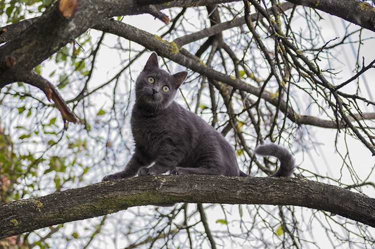 Снятие кошки с высоты. как снять кошку с дерева: полезные советы кот высоко залез на дерево как снять
