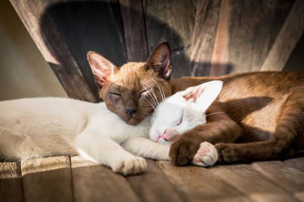 Как подружить двух кошек или котов в одной квартире