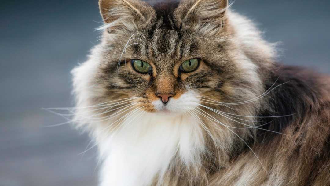 Особенности характера норвежской лесной кошки, уход и разведение | блог ветклиники "беланта"