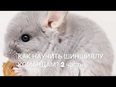 Как приучить крысу к лотку: 11 шагов (с иллюстрациями)