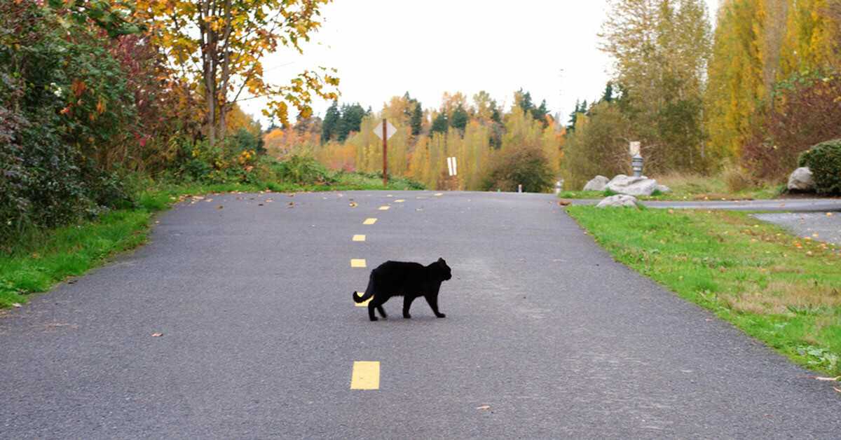 Приметы о черной кошке, перешедшей дорогу
