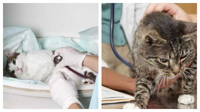 Цистит у котов и кошек, диагностика, лечение