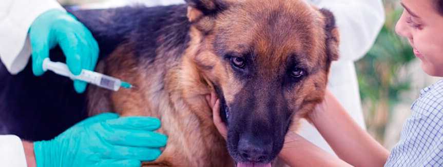 Пироплазмоз у собак – городская ветеринарная лаборатория (горветлаб)