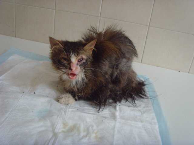 Вирусный лейкоз у кошек | сеть ветеринарных клиник «ветус»