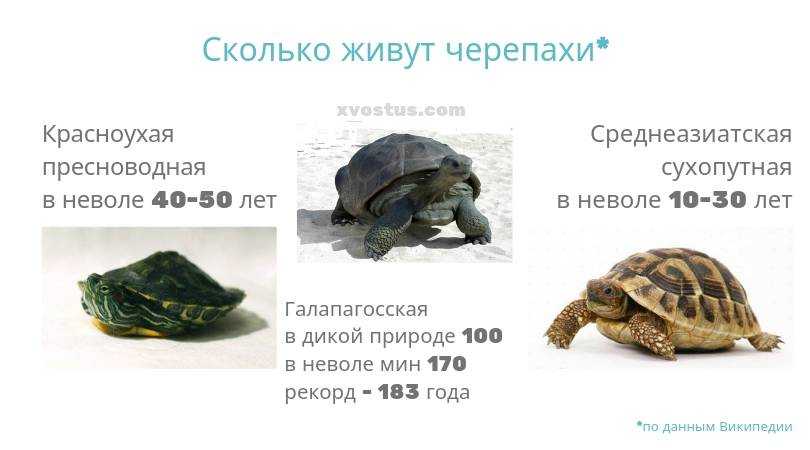 Сколько может не есть черепаха сухопутная домашняя