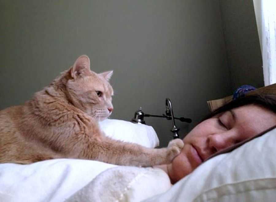 Как не дать кошке будить вас среди ночи: 10 шагов