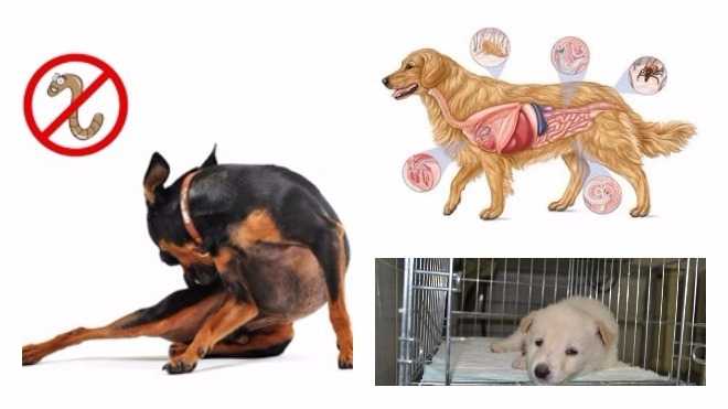 Обработка собаки от эктопаразитов: частота процедуры, средства, меры предосторожности