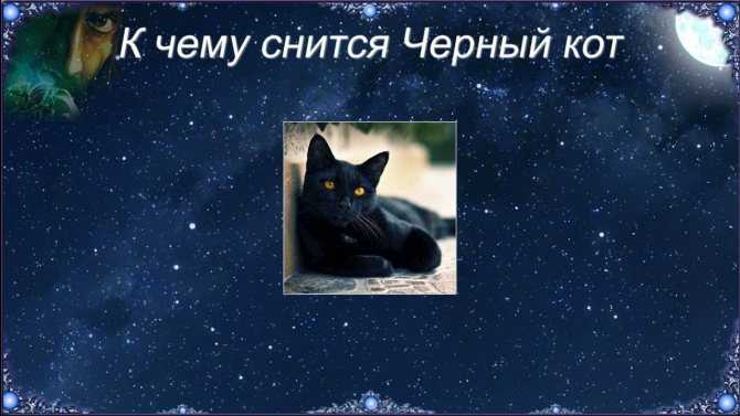 К чему снится кот по соннику? видеть во сне кота – толкование снов.