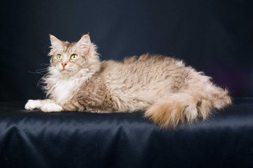 Ла-перм: особенности кудрявых кошек