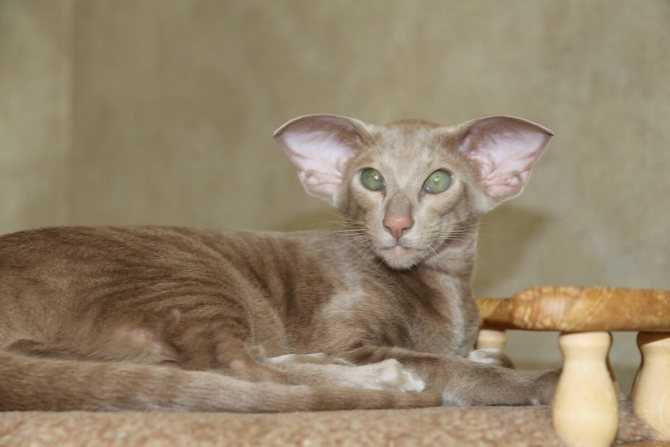 Ориентальная кошка или ориентал - описание породы