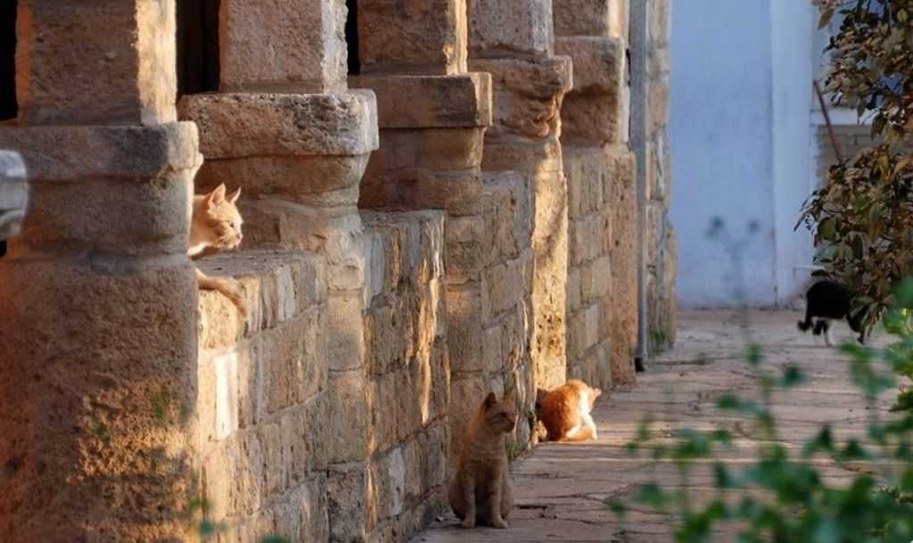 Киккский монастырь на кипре: чем знаменит, где находится, как добраться