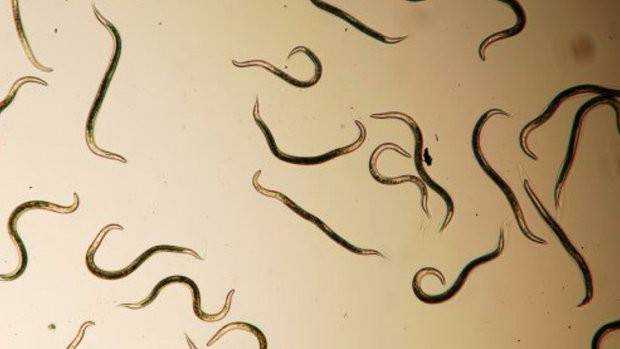 Ленточный червь в человеке – строение гельминтов, клинические проявления