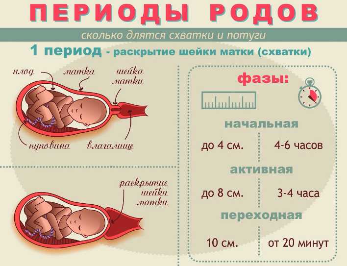 ᐉ беременность и роды шиншилл: признаки, продолжительность, уход - zoopalitra-spb.ru