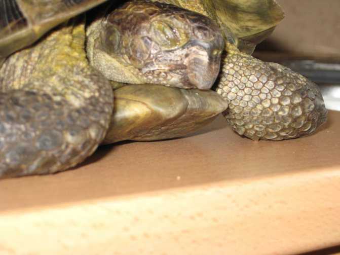 Спячка черепах в домашних условиях: как и когда черепашки уходят в спячку (фото)