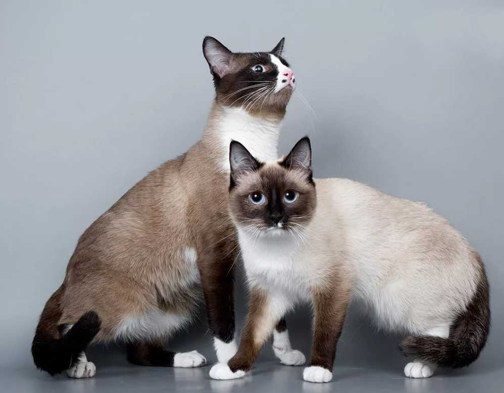 Сноу-шу: описание породы кошек, характер, отзывы (с фото и видео)