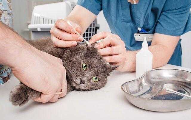 Чем промыть глаза котенку: варианты средств обработки