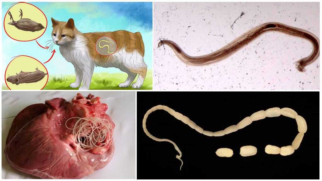Гельминты и состояние кожи: как паразиты влияют на здоровье кожного покрова