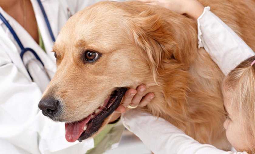 Симптомы болезней собак