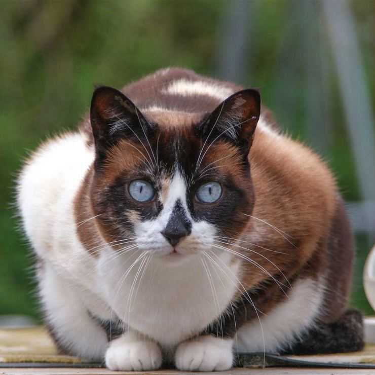 Сноу-шу кошка, 30 фото и описание породы, цена котенка
