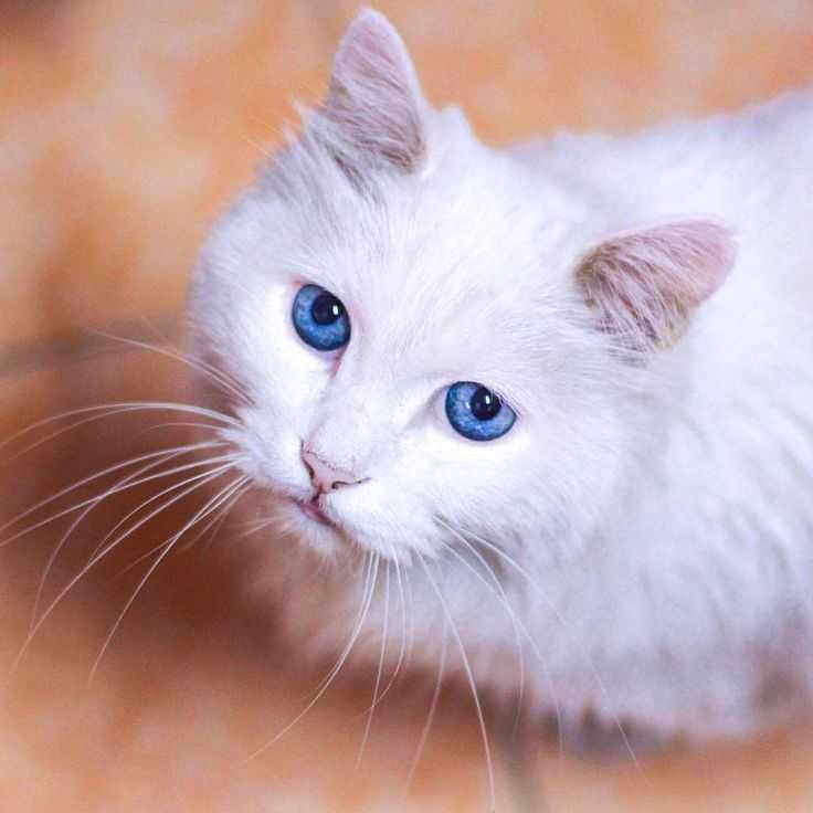 Белая кошка с голубыми глазами: популярные породы, уход за шерстью, фото