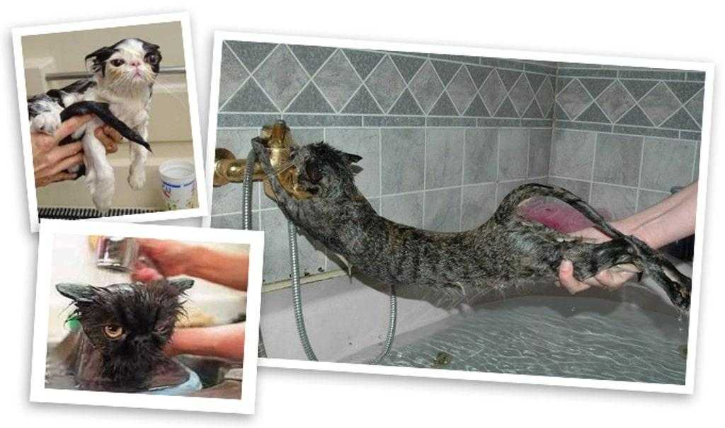 Можно ли мыть кошку после родов: мнение специалистов
