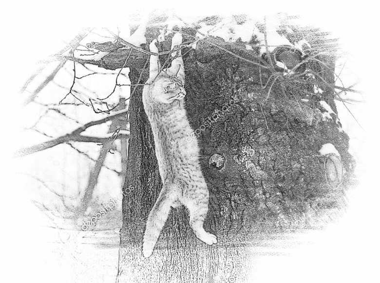 Как снять кота с дерева, какая служба поможет и сколько это стоит?