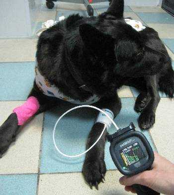 Измерение артериального давления у собак и кошек