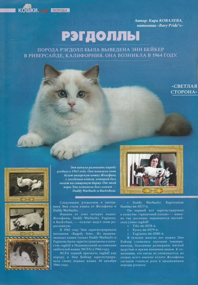 Рэгдолл: порода кошек с интересным окрасом, описание и фото, характер и сколько живут, стоимость котят и цена взрослых котов