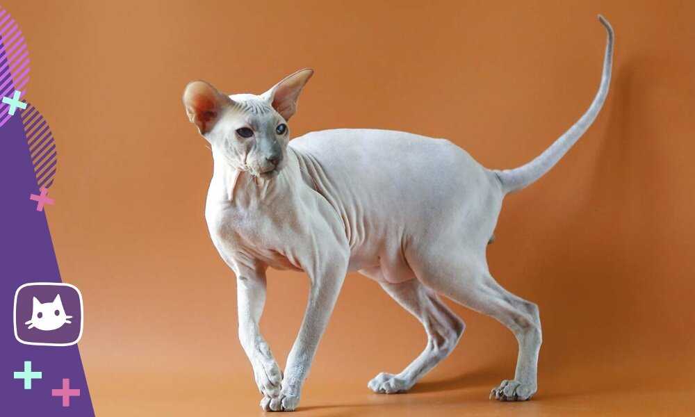 Петерболд — петербургский сфинкс: новая порода кошек