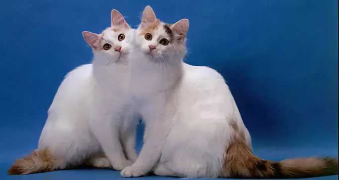 Анатолийская кошка - фото породы, цена, описание и характеристики
