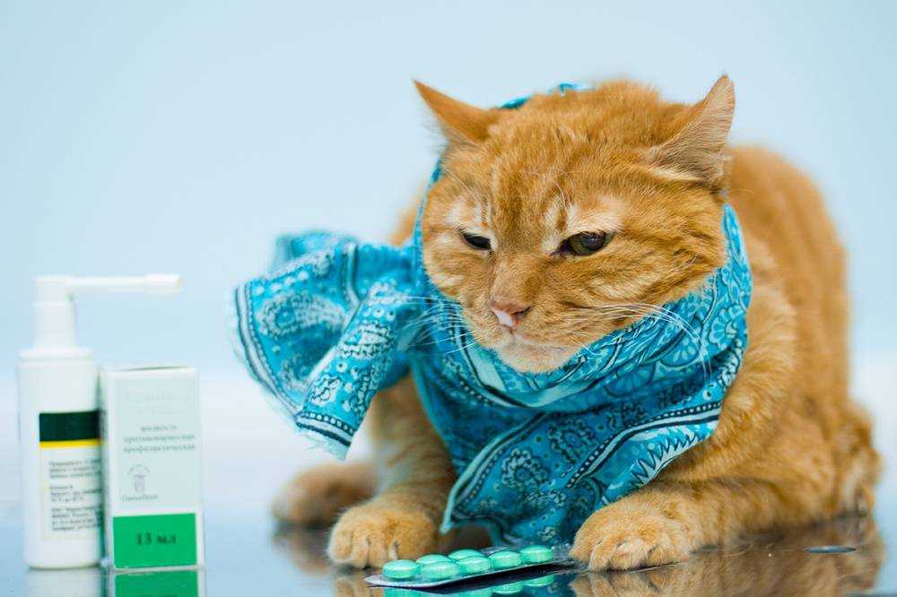 Может ли кошка заразиться от человека простудой?