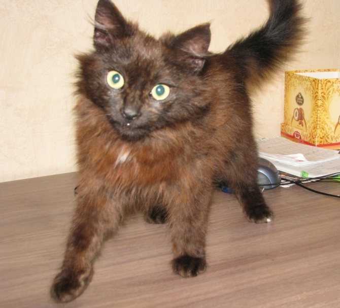 Шоколадная йоркская кошка: описание, характер, цена йоркской кошки