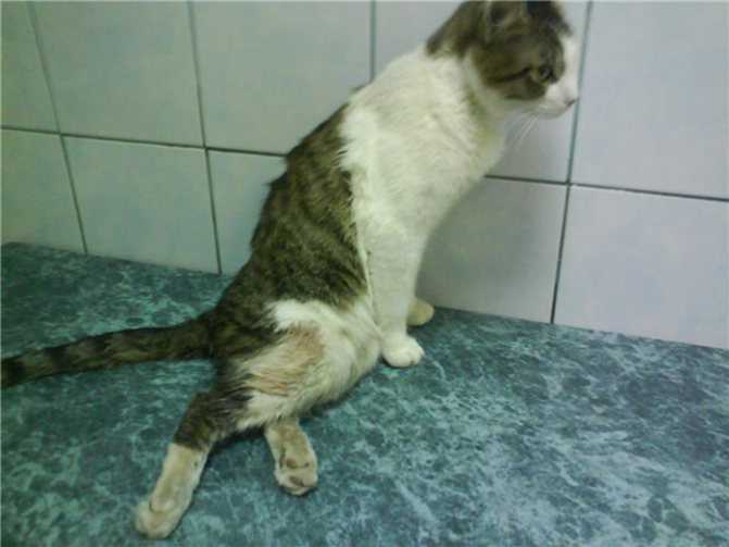 Неосложненный сахарный диабет (сд) кошек