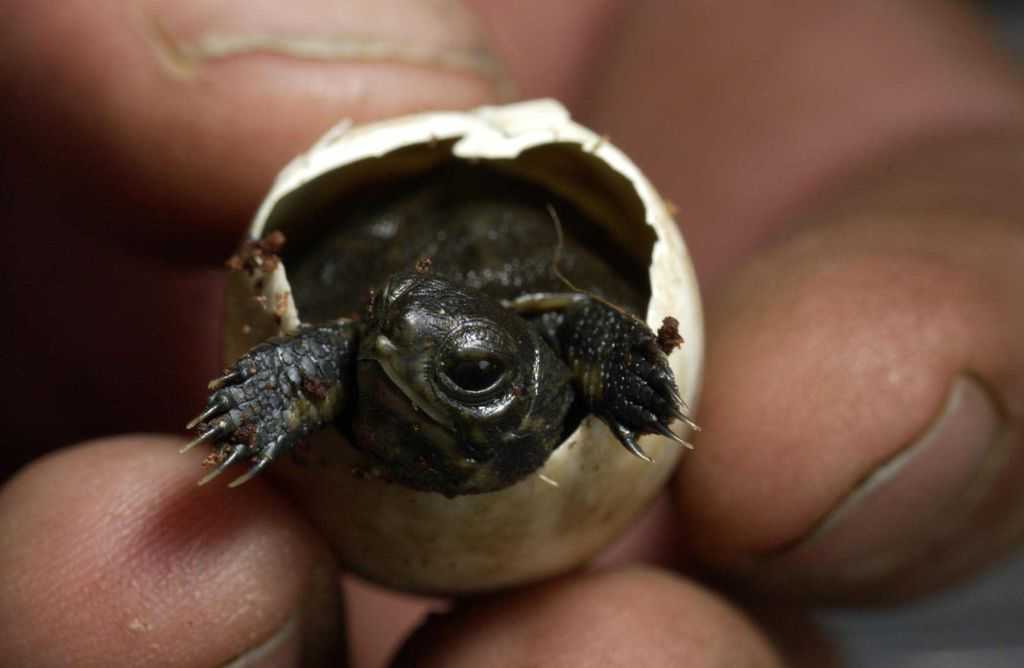 Как размножаются и спариваются водные красноухие черепахи