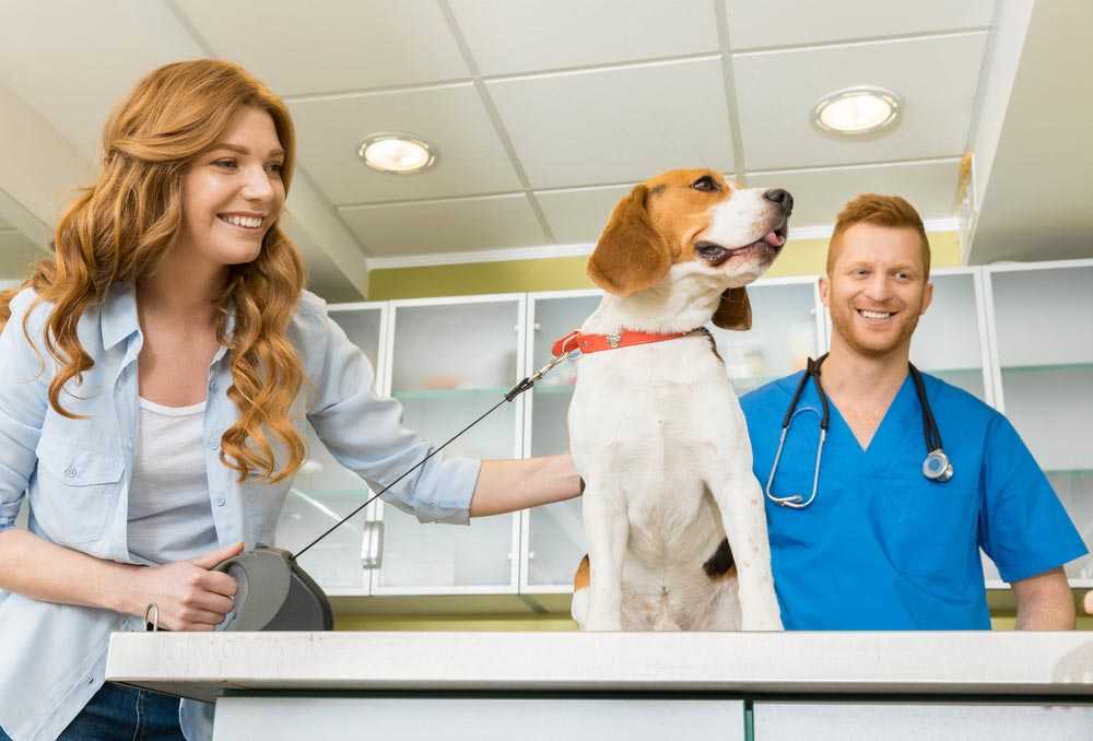 Как часто питомец должен посещать ветеринарного врача