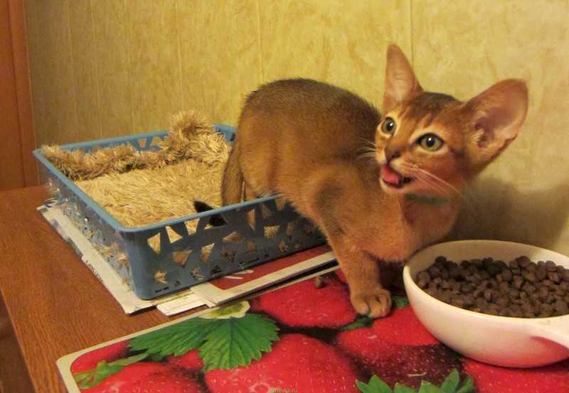 Чем кормить котёнка в 1, 2, 3 месяца и далее — pet-mir.ru