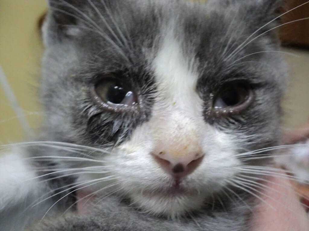 Ринотрахеит у кошек и котов: симптомы и лечение