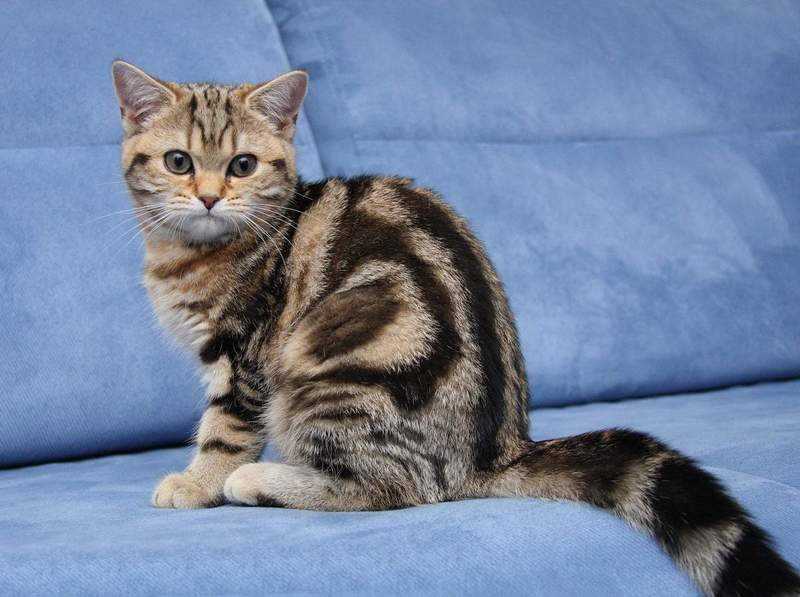 8 основных окрасов британских кошек