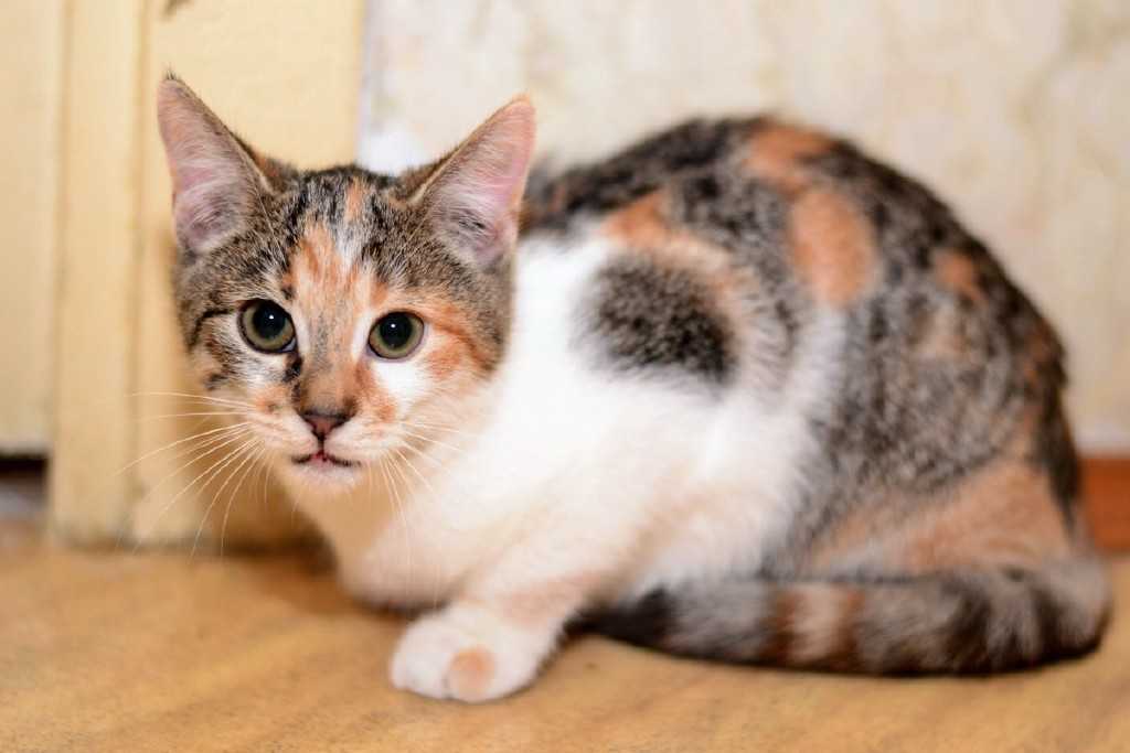 Виды кошачьих окрасов с фотографиями и названиями: какого цвета бывает шерсть у кошек?