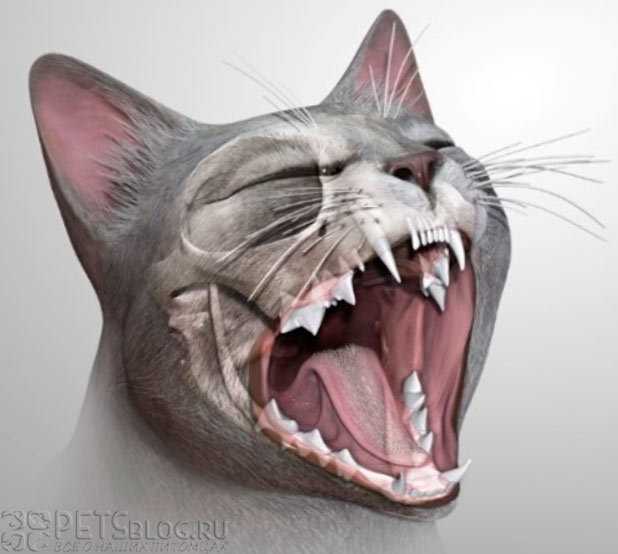 Уход за зубами кошки в домашних условиях
